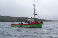 Cows being 'swum' across Long Island Sound